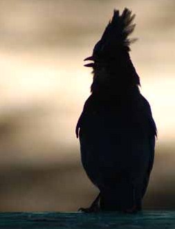 steller's jay